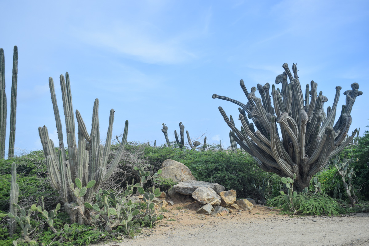 Kaktusi na Arubi